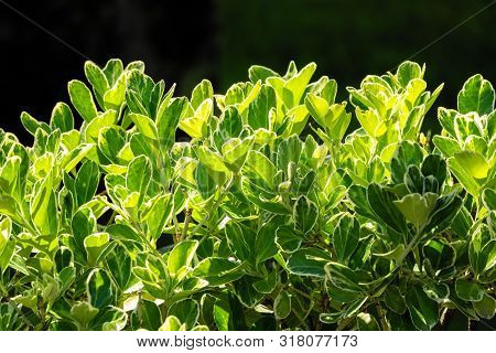 Green Leaves With White Edges Lit By The Setting Sun. Green Leaves Background.