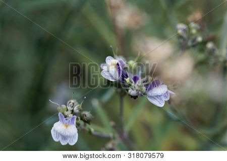 Flower Of A Pale Toadflax, Linaria Repens.