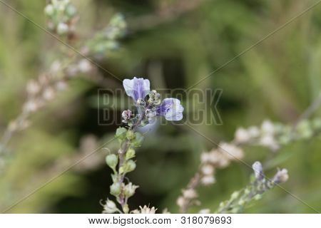 Flower Of A Pale Toadflax, Linaria Repens.