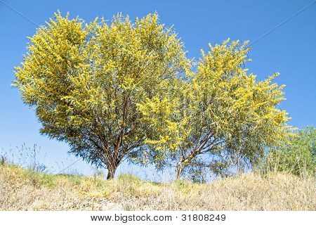 ประดุจต้นไม้มิโมซ่าในฟิลด์จากโปรตุเกสใน springtime