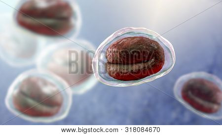 Eggs Of Helminths Enterobius Vermicularis Containing Worm Larva. Threadworm Which Cause Enterobiasis