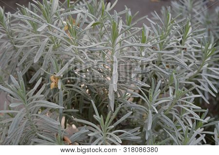 A Shrub Of Greyish Garden Plants, Algeria