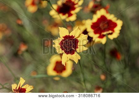Plains Coreopsis, Coreopsis Tinctoria,