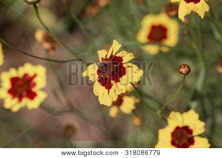 Plains Coreopsis, Coreopsis Tinctoria,