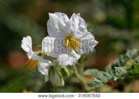 Flower Of  Of A Sticky Nightshade, Solanum Sisymbriifolium,