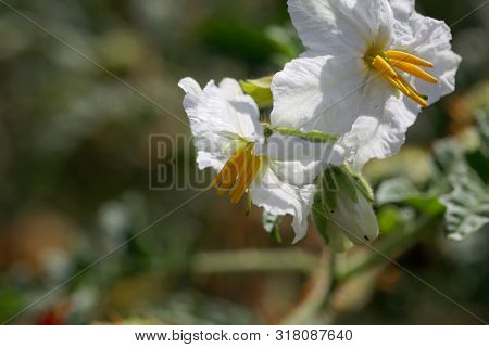 Flower Of  Of A Sticky Nightshade, Solanum Sisymbriifolium,