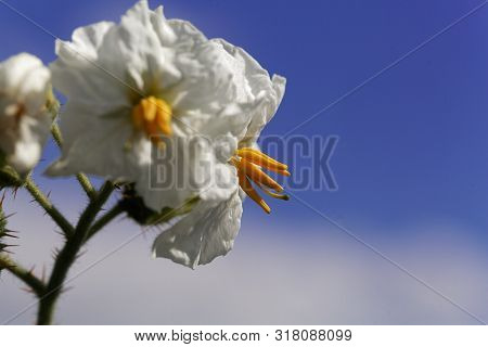 Flower Of  Of A Sticky Nightshade, Solanum Sisymbriifolium,