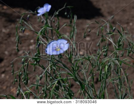 Small Bush Linum Perenne With Buds And Blooming Blue Flowers