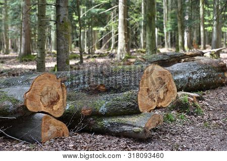 Sawn Coniferous Trees In The European Forest. Lying Trunk Sawn Pine Tree On Ground Next To Snags In 