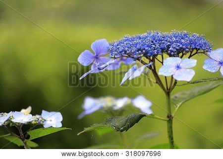 Hydrangea Macrophylla F.normalis In Kamakura, Kanagawa, Japan (one Purple Flower)