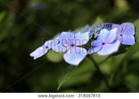 Hydrangea Macrophylla F.normalis In Kamakura, Kanagawa, Japan (one Purple Flower)