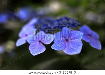 Hydrangea Macrophylla F.normalis In Kamakura, Kanagawa, Japan (one Purple Flower)