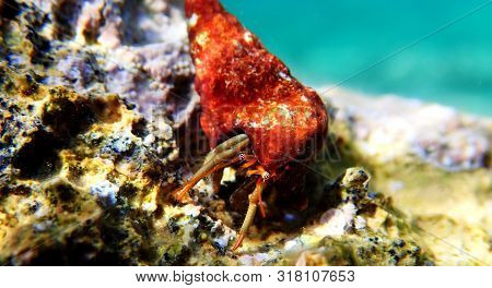 Underwater Photo Of Mediterranean Hermit Crab - Clibanarius Erythropus