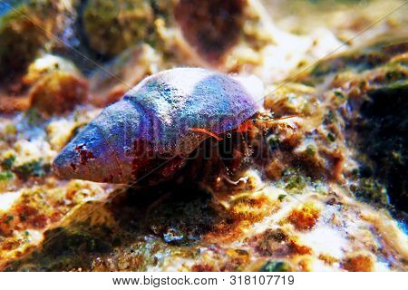 Underwater Photo Of Mediterranean Hermit Crab - Clibanarius Erythropus