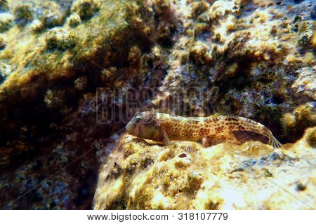 Combtooth Blenny Fish Underwater Scene- Microlipophrys Canevae