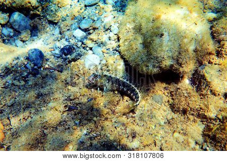 Tentacled Blenny Fish Underwater - (parablennius Tentacularis)