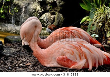 Flamants roses
