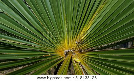 Dwarf Palmetto, A Plant With Sharp Thorns That Usually Grows In The Tropics. The Picture Is Suitable