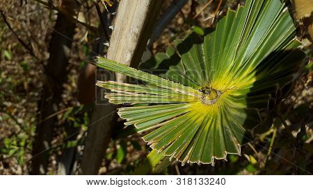 Dwarf Palmetto, A Plant With Sharp Thorns That Usually Grows In The Tropics. The Picture Is Suitable