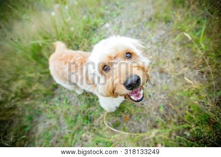 Labradoodle Adorable Dog Face Close Up
