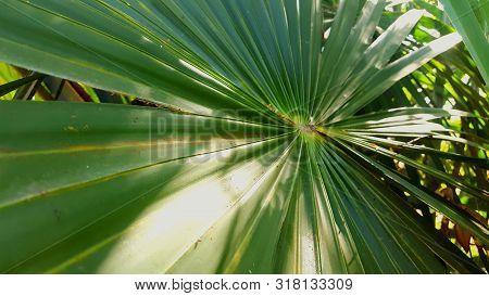 Dwarf Palmetto, A Plant With Sharp Thorns That Usually Grows In The Tropics. The Picture Is Suitable