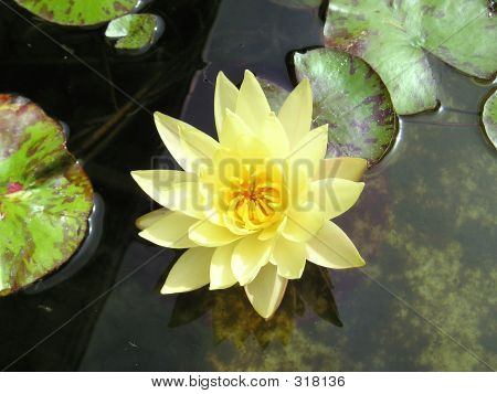 Gelbe waterlily