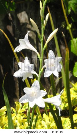 Tall weiße Blume