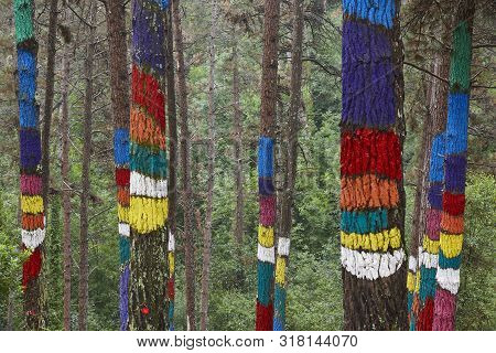 Painted Colorful Green Pinewood Forest In Spain. Oma, Pais Basque