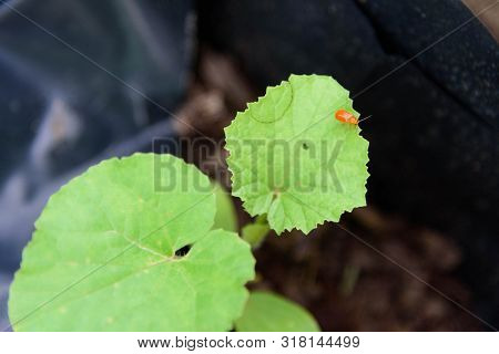 Pumpkin Beentle Cucurbit Leaf Beetle On Green Leaf