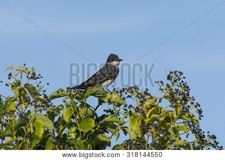 The Eastern Kingbird (tyrannus Tyrannus) On Bushes With Berries