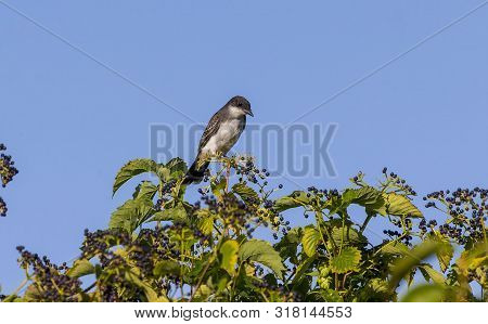 The Eastern Kingbird (tyrannus Tyrannus) On Bushes With Berries