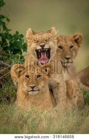 Lion Cub Lies Yawning With Two Others