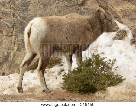 Bighorn Sheep owca