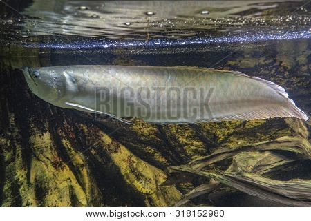 Exotic Silver Arowana Fish Closeup Photo, Detail