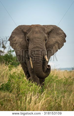 Male African Bush Elephant Stands Curling Trunk