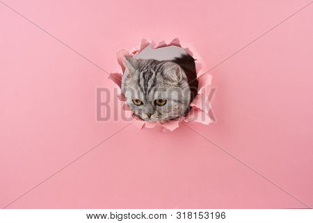 Kitty In Wrapped Cardboard Watching At Sth, Pink Background