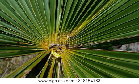 Dwarf Palmetto, A Plant With Sharp Thorns That Usually Grows In The Tropics. The Picture Is Suitable