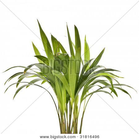 Chrysalidocarpus Lutescens Palm Tree isolated on white