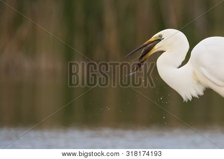 Great White Heron (ardea Alba) Eating Fish In Swamp.
