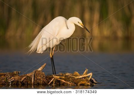 Great White Heron (ardea Alba) Looking For Fish To Catch.