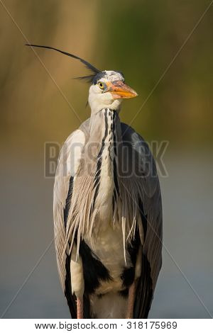 Grey Heron (ardea Cinerea) In Natural Habitat.