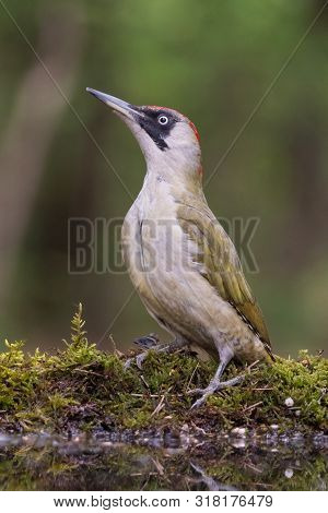 European Green Woodpecker (picus Viridis) Standing At Watering Place.