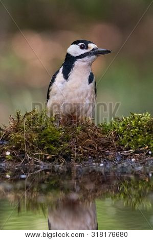 Great Spotted Woodpecker (dendrocopos Major) At Watering Place.