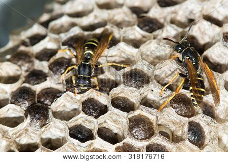 Two Paper Wasps , Polistes Dominula And Big Nest