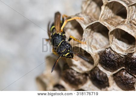 Loseup Of Paper Wasp, Polistes Dominula And Big Nest