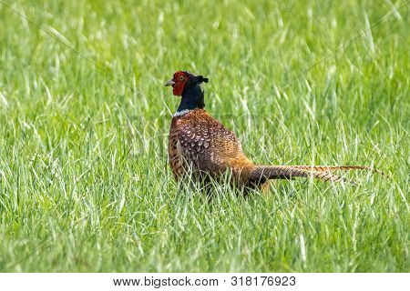 Ring-necked Pheasant Or Common Pheasant (phasianus Colchicus)