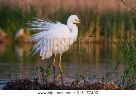 Great White Heron (ardea Alba) In A Wedding Feathers