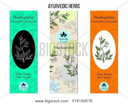 Ayurvedic Herbs Banners. Shankapushpi Convolvulus Prostratus . Hand Drawn Botanical Vector Illustrat