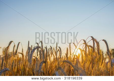 Spelled (triticum Spelta). Grain. Cereal, Species Of The Genus Corn (triticum). Beautiful Sunset Wit