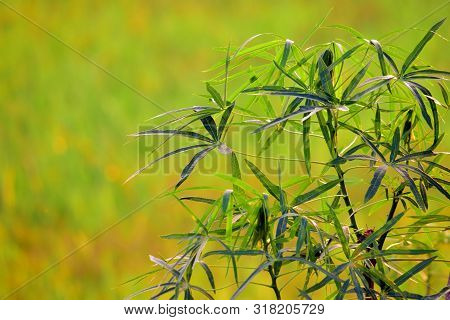 Medicinal Plants, Herbal Plants - Close Up Detail Yodium Plant (jatropha Multifida) Against A Blur B